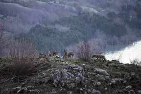 （七）一群狼疯狂地抬着一个人图片