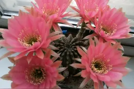 喜欢仙人球，就养“金刚”系列，颜值高，超爱开花，养护也简单图片