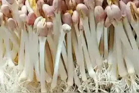 这样生花生芽，又白又嫩，五天就可吃，营养又美味图片
