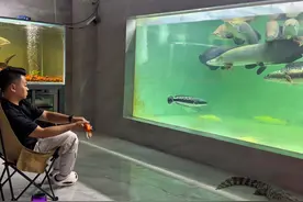 山东一男子家中搭建10米长鱼缸养“巨骨舌鱼”，当事人回应：单条价值1万多，最长达2米多图片