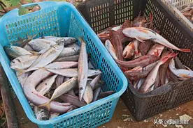 市场上遇到这5种鱼别手软，无法人工养殖，都是野生鱼，别不懂吃图片