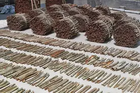 肉桂：“从头到脚”被开发利用的树，最后还被“剥皮致死”图片