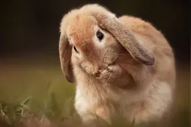 兔子如何分辨公母？图片