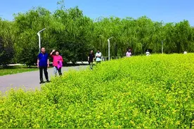 包头 让城市与绿色融合共生图片