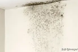 黑霉菌有多严重，是真的吗？图片