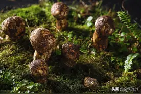 松蘑——坚韧的附属物，成于快速，败于快速图片