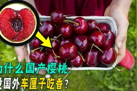 车厘子不就是樱桃吗，为啥它能这么贵？“洋水果”优势在哪里？图片