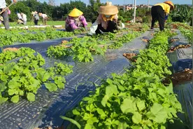 除草剂+尿素真的是法力无边？图片