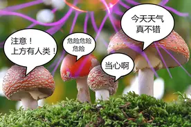 蘑菇间竟然也有交流！英国新研究震撼网友，不可思议堪比童话故事图片