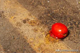 为什么现在的西红柿越来越难吃？终于被我找到了原因！图片