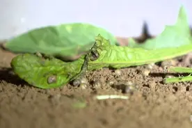 「行走赣鄱乡村」小蜗牛大产业“爬”出致富新路子图片