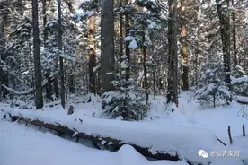 北大荒记事——与黑熊的生死之战图片