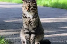 白脚狸花猫不得了，打架厉害，人前人后反差大图片