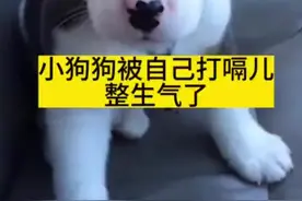 小奶狗被自己打嗝整生气了图片