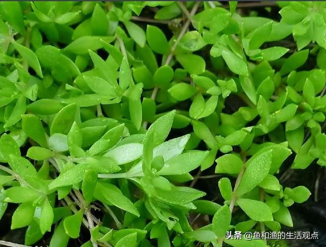 踏春必备“百草图”之三，身边那些有价值的野草，你能认识几种？