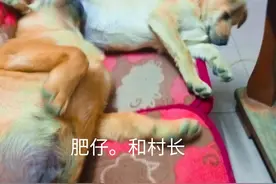 长辈要吃你养的狗你会怎样？图片