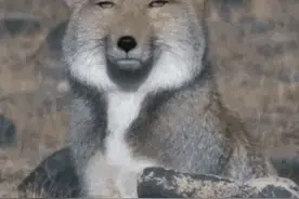有点毛病的动图表情包图片