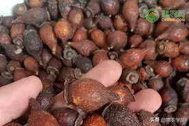 2022年金樱子价格多少钱一斤？图片