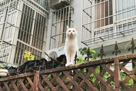 邻居家的小猫，毛色雪白，又干净又漂亮，让人喜欢图片