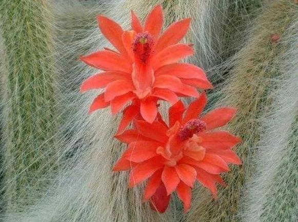 多肉"九尾狐"的名字太形象了,开花更惊艳