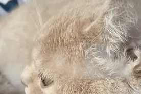 猫咪头秃顶就是得了猫藓？图片
