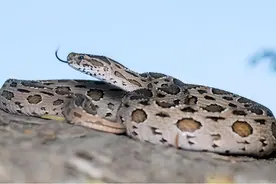 台湾省排名前十的毒蛇图片