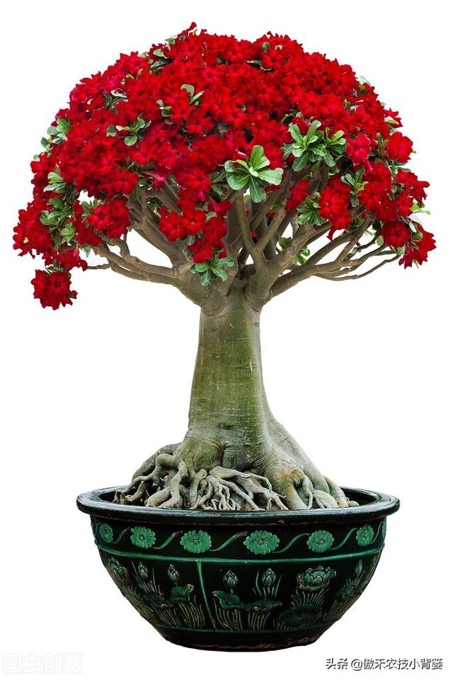 花卉苗木、瓜果蔬菜长不好，不妨给它用点氨基酸