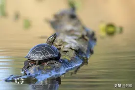 晒太阳对龟有什么好处？一定要晒吗？要晒多久？图片