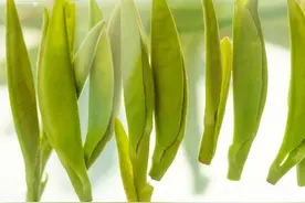 川茶雀舌谁称雄？竹叶青与天府龙芽对冲评测，谁的口感更好？图片