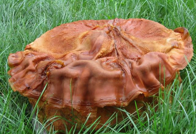 形成于4万年前、不是植物不是肉，价值千万的太岁究竟什么来头？