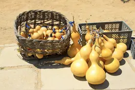 从葫芦到瓢图片