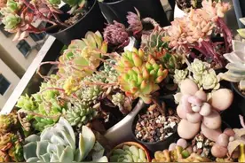 三伏天多肉有4怕，千万别做错，否则容易腐烂化水图片