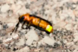 萤火虫：夜空中最亮的“星”| 绿会连云港昆虫保护地图片