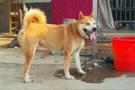 招财狗的八个特征图片