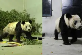 丫丫回国样子就变了？首次露面，对着镜头打招呼！网友要乐乐真相图片