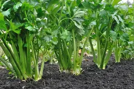 芹菜怎么种植图片