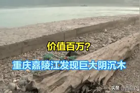 2万/斤！重庆嘉陵江出现巨大阴沉木，有盗割痕迹，最新：无法管理图片