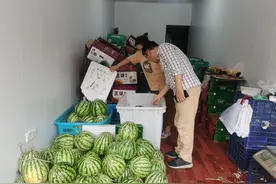日卖千斤！老苏州“啃秋”习俗带动本地西瓜热卖图片
