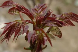 香椿和臭椿的区别，仅仅是一个香一个臭吗？盘点它们的5大不同点图片