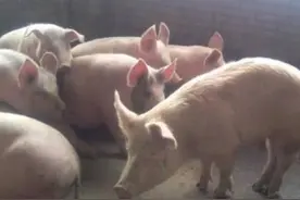 猪卧地不起不吃食是什么病？猪不吃不喝站不起来怎么办？原因在这图片