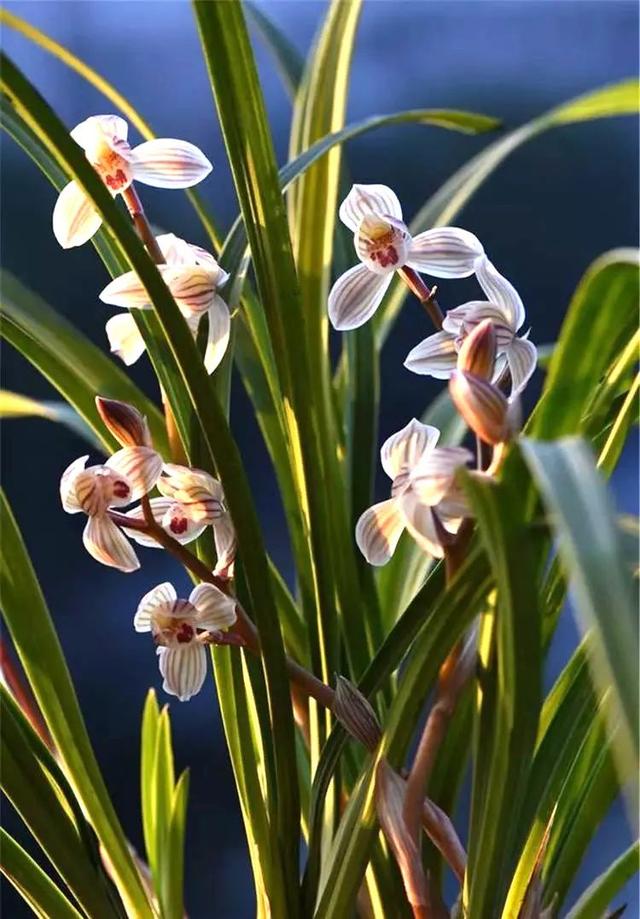 养兰自来水不能直接用，3招配制兰花喜欢“喝”的水