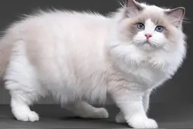 常见猫咪的身价列表！影响猫咪的价格的关键因素有哪些？图片