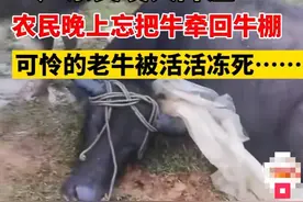 广东一头水牛在野外被罕见冻死！究竟咋回事？牛真弱or冷的锅图片