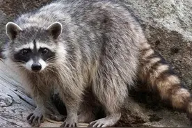 呆萌浣熊可是假面夜行侠，还是动物界的卫生委员图片