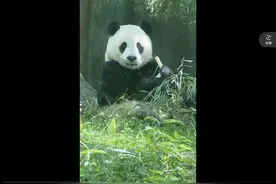 6.9小奇迹崽崽：今天拉稀三次图片