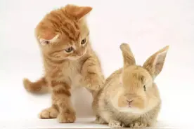 被动物咬伤一定要打疫苗吗？其实被这些动物咬伤是不用打狂犬疫苗图片