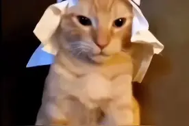 中东有钱人养的宠物，看一眼都吓尿！网友：不要命了？图片