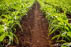 玉米分叉掰好还是不掰好？施什么肥能高产？告诉你正确方法图片