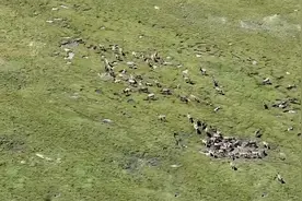 青海出现近百头“哈马”，白嘴唇短尾巴体型高大，敢正面怼雪豹图片