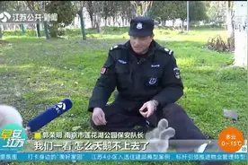 黑天鹅生蛋后弃巢 保安变“天鹅奶爸”孵出两只小天鹅图片